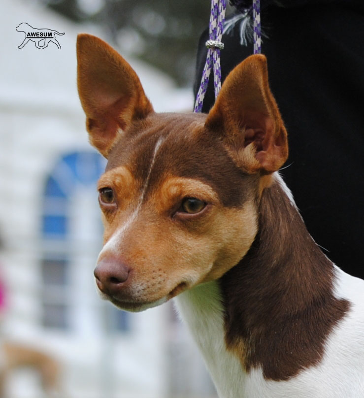 GUMHAVEN KENNELS TENTERFIELD TERRIERS